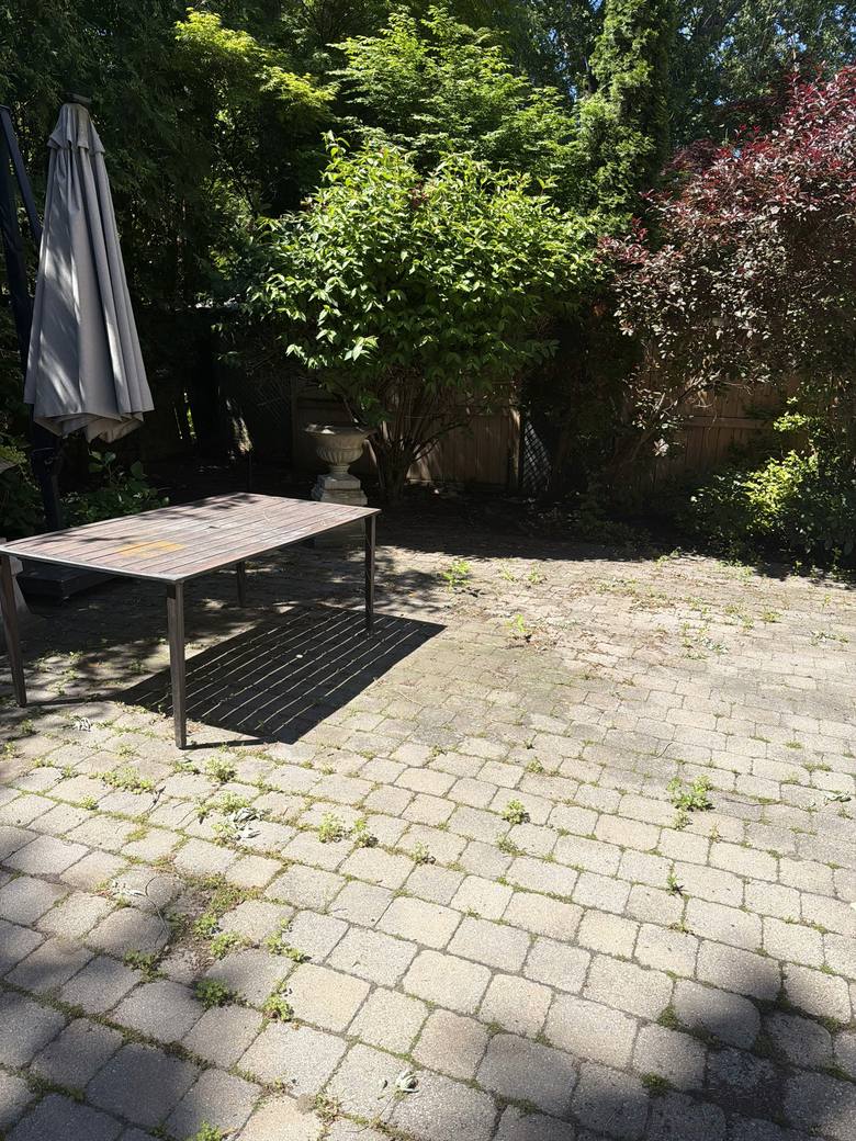Weed-filled paver patio before pressure washing