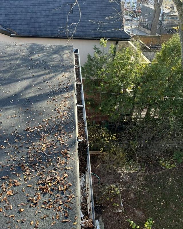 Roof edge gutter filled with leaves and twigs above evergreen shrubs